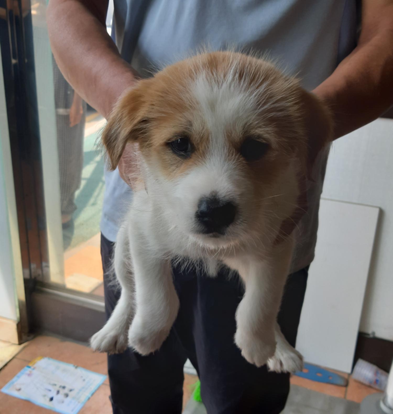 하나동물병원_445470202300410